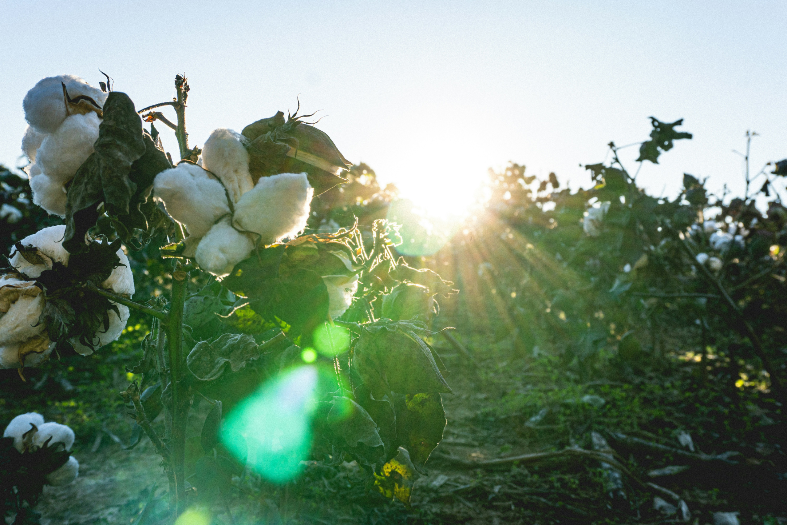 cotton in a field